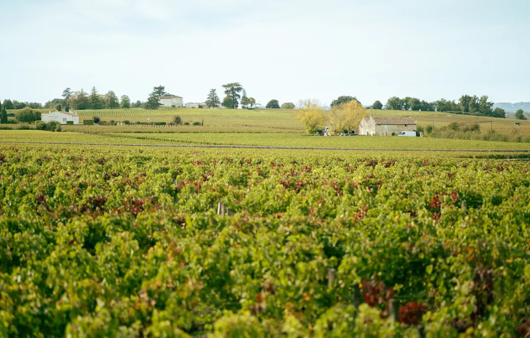 Crise du vignoble bordelais 2026 : s'adapter ou investir ?