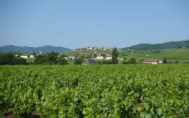 Lush vineyard in France with a picturesque village in the background under clear sky.