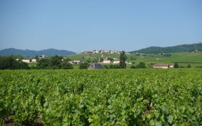 Lush vineyard in France with a picturesque village in the background under clear sky.